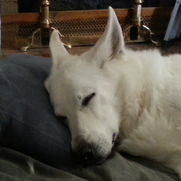 Meet your Posher, Lauren - Picture 1 of 1